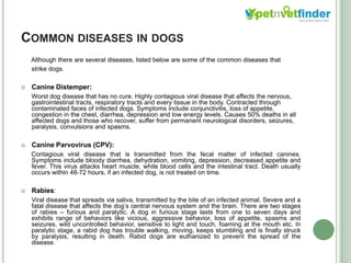 Dog Diseases | PPTX