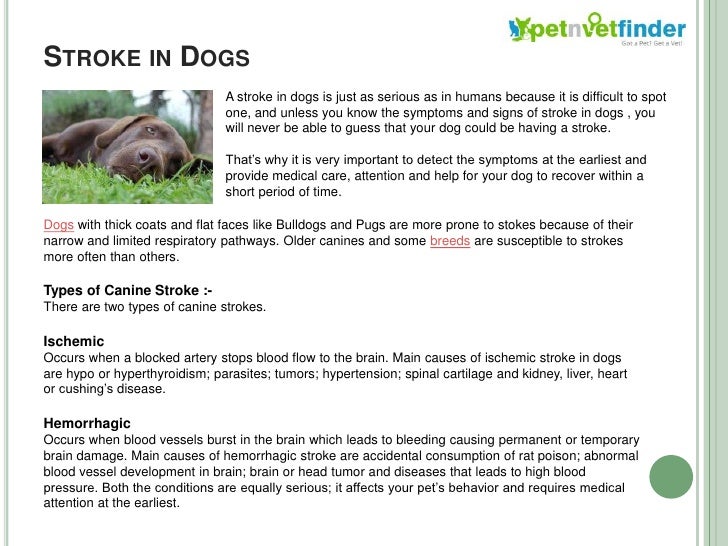 Dog Diseases dog diseases