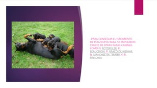 . PARA CONSEGUIR EL NACIMIENTO
DE ESTA NUEVA RAZA, SE EMPLEARON
CRUCES DE OTRAS RAZAS CANINAS
COMO EL ROTTWEILER, EL
BEAUCERON, EL BRACO DE WEIMAR,
EL MANCHESTER TERRIER, O EL
PINSCHER.
 