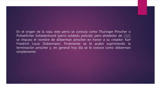 En el origen de la raza, este perro se conocía como Thuringer Pinscher o
Polizeilicher Soldatenhund (perro soldado policial), pero alrededor de 1900
se impuso el nombre de dóberman pinscher en honor a su creador: Karl
Friedrich Louis Dobermann. Finalmente se le acabó suprimiendo la
terminación pinscher y, en general hoy día se le conoce como dóberman
simplemente.
 