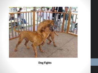 DogFights
 