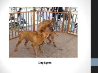 Dog fights