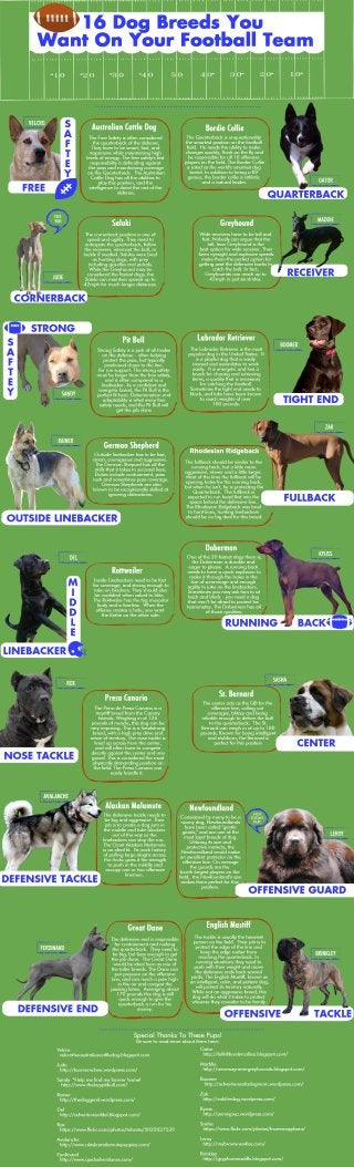 16 Dog Breeds You Want On Your Football Team