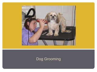 Dog Grooming
 