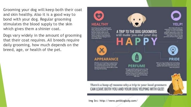  Dog Grooming Edmond of the decade Learn more here 