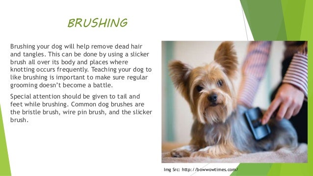 Dog Grooming Edmond Oklahoma