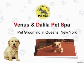 Venus & Dalila Pet Spa
Pet Grooming in Queens, New York
 