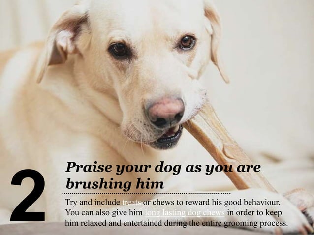 Stunning Easy Dog Grooming Techniques For Cutting Mats image