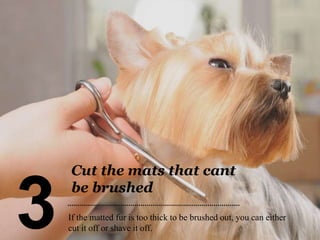 View of Easy Dog Grooming Tips - Step By Step Instructions | PPTX
