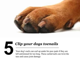 Easy Dog Grooming Tips - Step By Step Instructions | PPTX