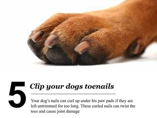 Image showcasing Easy Dog Grooming Tips - Step By Step Instructions | PPT
