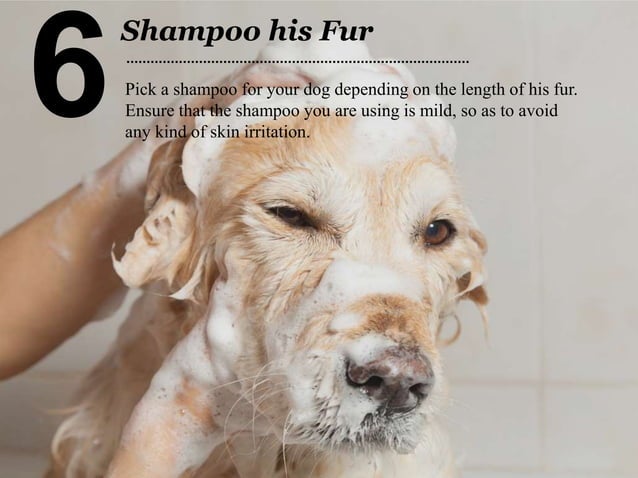 Stunning Easy Dog Grooming Process Crate image