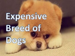 Expensive Breed of Dogs