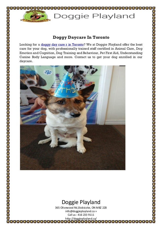 dog training etobicoke