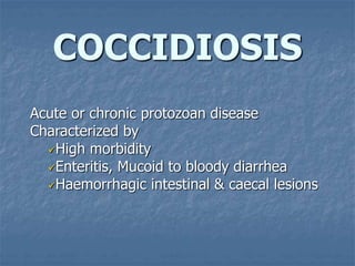 COCCIDIOSIS
Acute or chronic protozoan disease
Characterized by
High morbidity
Enteritis, Mucoid to bloody diarrhea
Haemorrhagic intestinal & caecal lesions
 