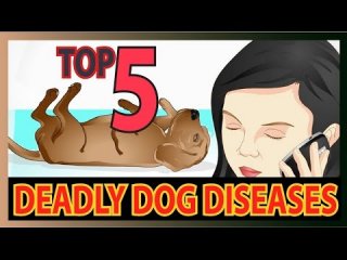 Top 5 Deadly dog Diseases (Dog health tips) !! Dog health tips
