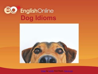 Dog Idioms
Image by Lum3n from Pexels. Free to use.
 