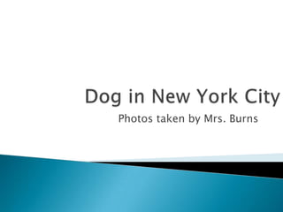 Dog in New York City  Photos taken by Mrs. Burns 