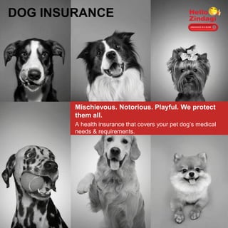 DOG INSURANCE
Mischievous. Notorious. Playful. We protect
them all.
A health insurance that covers your pet dog’s medical
needs & requirements.
 