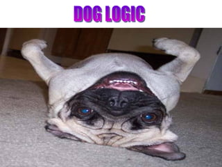 DOG LOGIC 