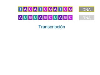 T A C A T C G A T C G   DNA

A U G U A G C U A G C   RNA

       Transcripción
 