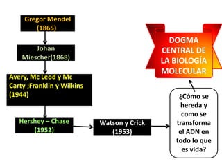 Gregor Mendel
(1865))
Johan
Miescher(1868)
Avery, Mc Leod y Mc
Carty ;Franklin y Wilkins
(1944)
Hershey – Chase
(1952)
Watson y Crick
(1953)
¿Cómo se
hereda y
como se
transforma
el ADN en
todo lo que
es vida?
DOGMA
CENTRAL DE
LA BIOLOGÍA
MOLECULAR
 