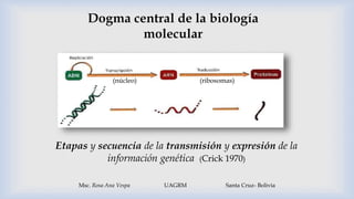 Msc. Rosa Ana Vespa UAGRM Santa Cruz- Bolivia
Etapas y secuencia de la transmisión y expresión de la
información genética (Crick 1970)
(núcleo) (ribosomas)
 