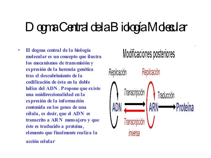 Dogma Central De La BiologíA Molecular Dogma Central De La BiologíA Molecular