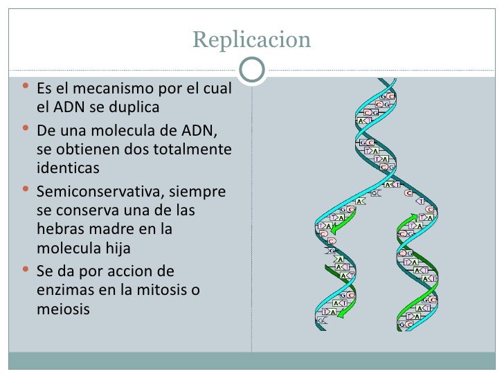 Dogma central de la biología molecular Dogma central de la biología molecular