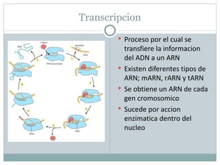 Marn Tarn Rarn Dogma central de la biología molecular | PPT