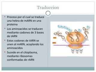 Marn Tarn Rarn Dogma central de la biología molecular | PPT