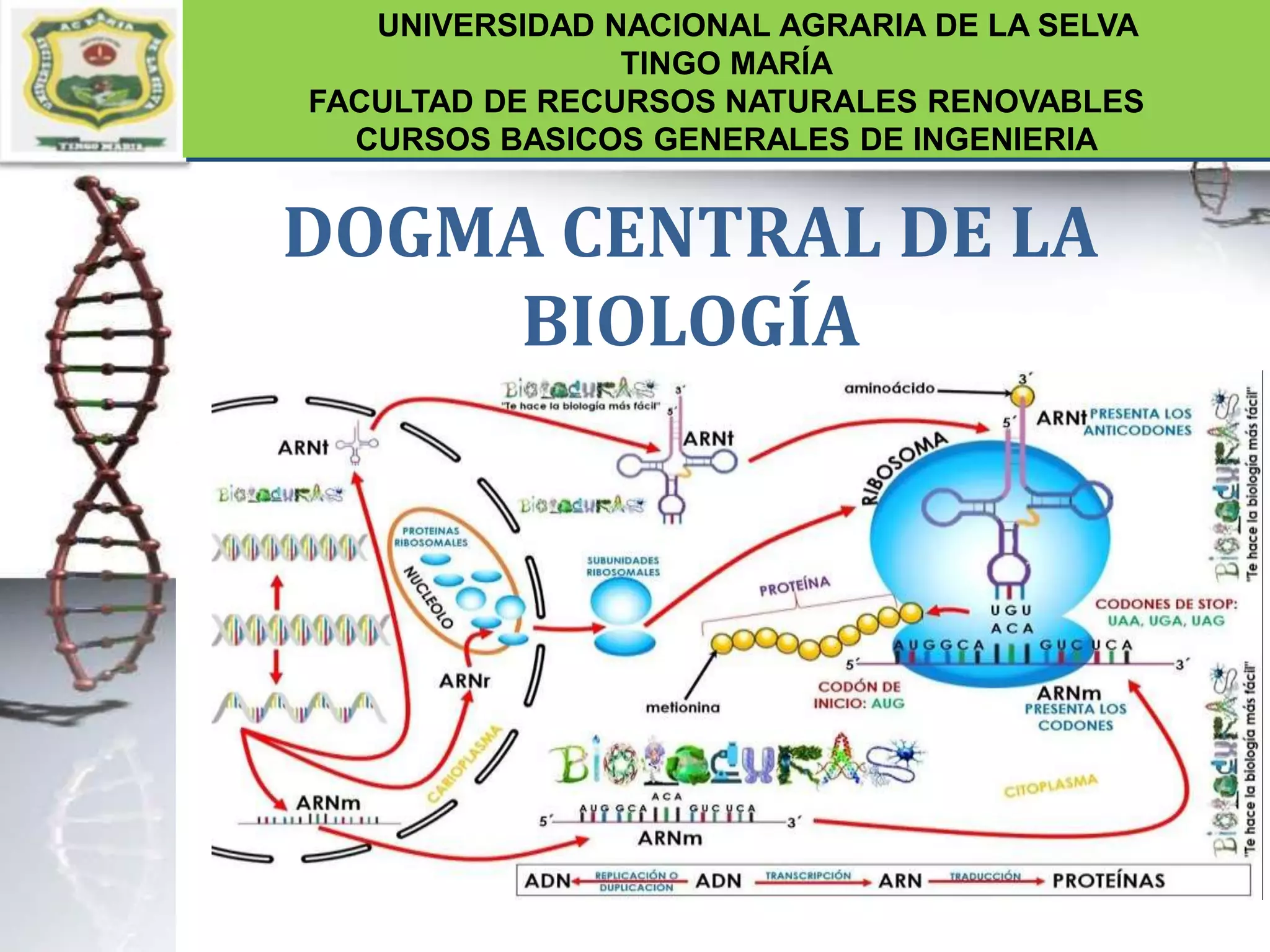 Dogma central de la biologia.pptx
