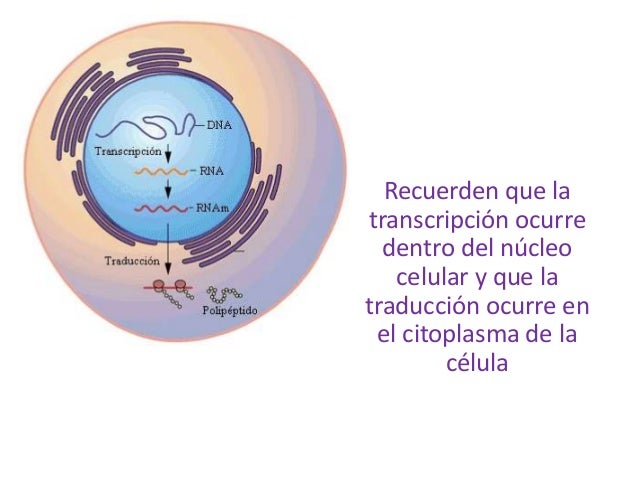 Dogma central de la biologia molecular