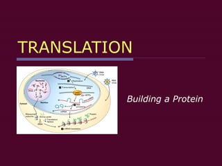 TRANSLATION Building a Protein 