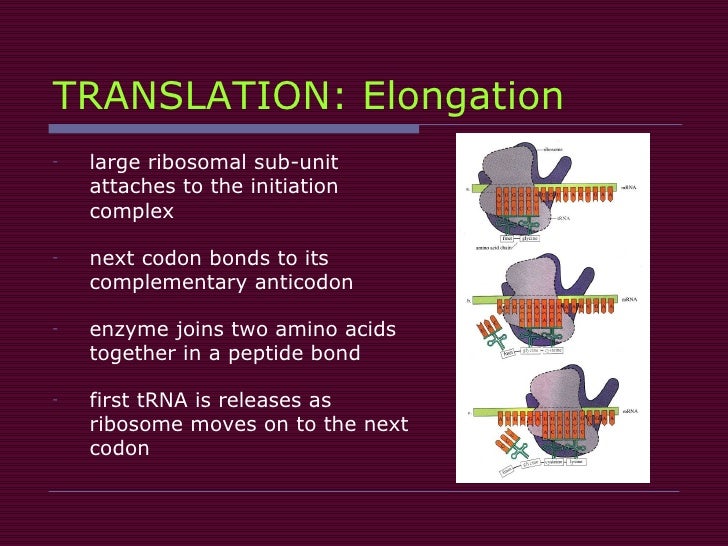 translation vs transliteration ezzeddine translation vs transliteration ezzeddine