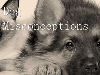 Dog
Misconceptions
 