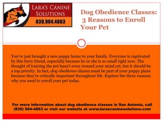 Dog Obedience Classes:
3 Reasons to Enroll
Your Pet
For more information about dog obedience classes in San Antonio, call
(830) 904-4863 or visit our website at www.larascaninesolutions.com
You've just brought a new puppy home to your family. Everyone is captivated
by this furry friend, especially because he or she is so small right now. The
thought of training the pet hasn't even crossed your mind yet, but it should be
a top priority. In fact, dog obedience classes must be part of your puppy plans
because they're critically important throughout life. Explore the three reasons
why you need to enroll your pet today.
 