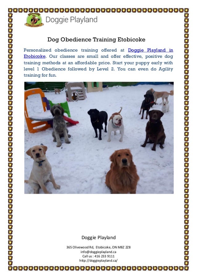 doggy daycare obedience class