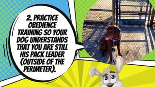 Dog Park Coaching Pdf