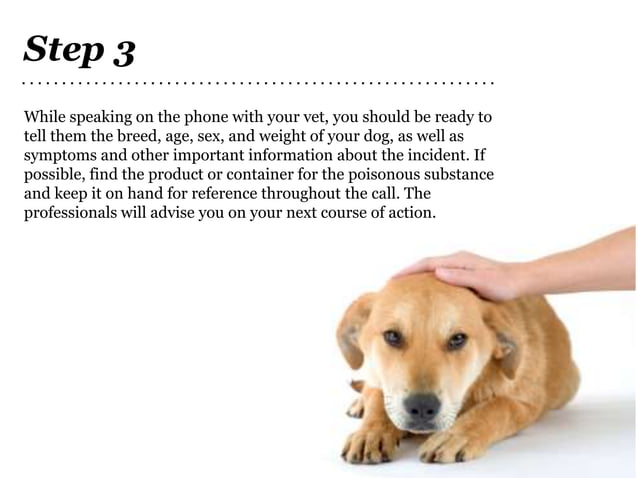 Dog Poisoning – Prevention and Treatment | PPTX