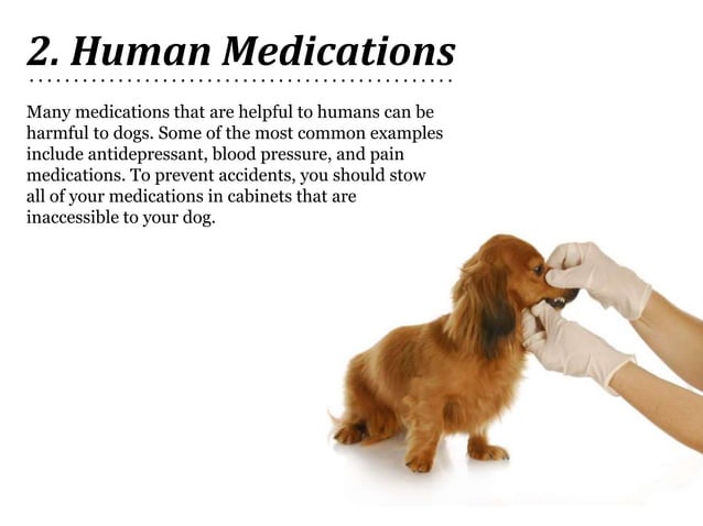 Picture of Dog Poisoning – Prevention and Treatment | PPTX