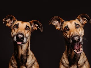 Dog Portraits By Elke Vogelsang