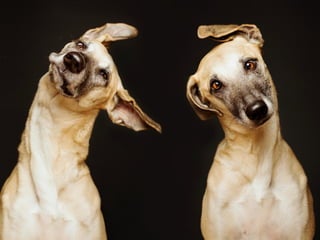 Dog Portraits By Elke Vogelsang