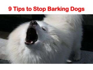 9 Tips to Stop Barking Dogs
 