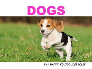 DOGS
BY ARIANNA KOUTSOUDES SOLER
 