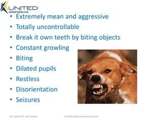 Dog Rabies Symptoms | PPTX