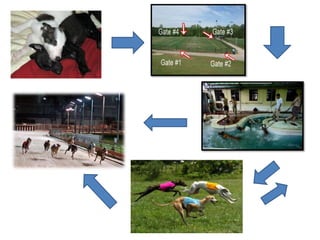 Dog racing | PPTX