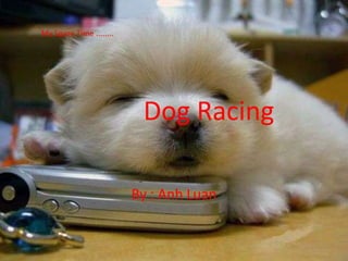 My Spare Time ........      Dog Racing By : Anh Luan 