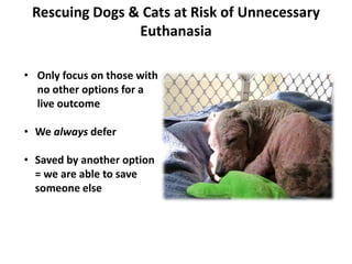 Rescuing Dogs & Cats at Risk of Unnecessary
Euthanasia
• Only focus on those with
no other options for a
live outcome
• We always defer
• Saved by another option
= we are able to save
someone else
 