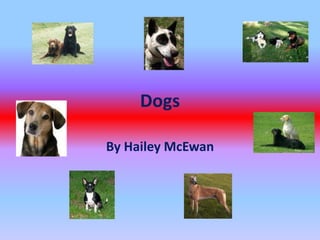 Dogs By Hailey McEwan  